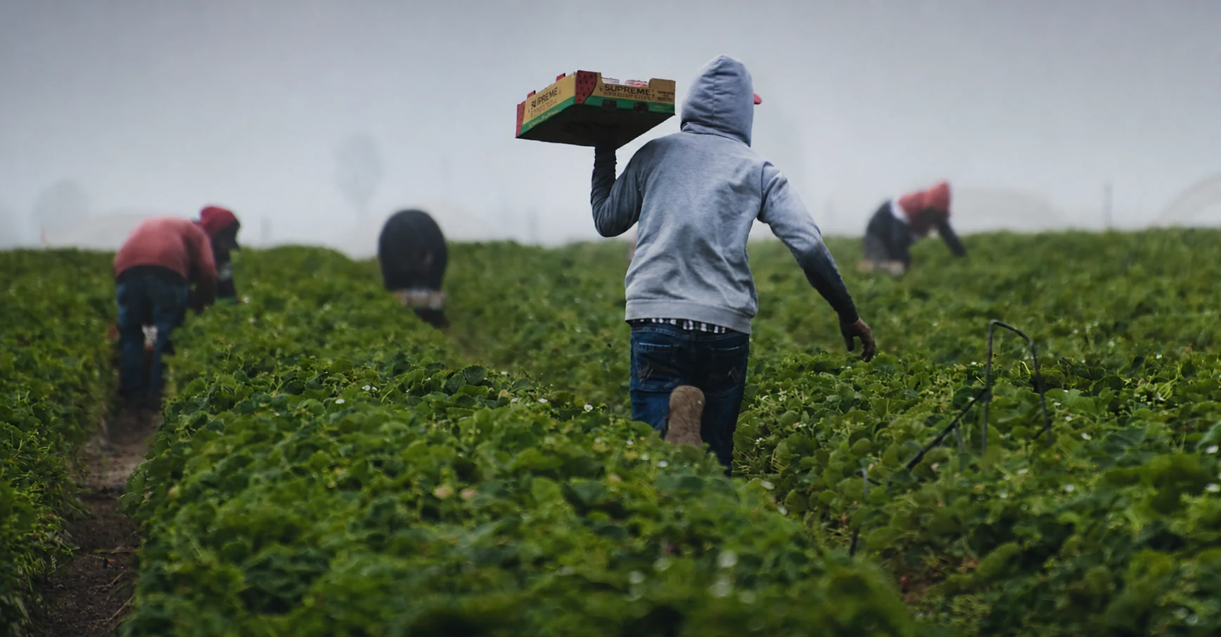 A field worker carries a crate of produce